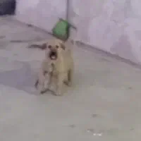 توله پژدر ماده