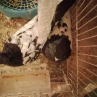 کبوتر کله سیاه|پرنده|فیروزه, |دیوار