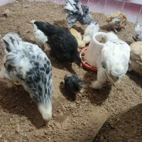 جوجه برهما|حیوانات مزرعه|مرند, |دیوار