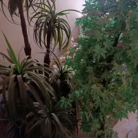 درخت مصنوعی ارتفاع ۱۹۰