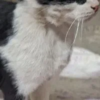 واگذاری گربه تاکسیدو (DSH)