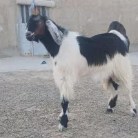 کهره نر 1سال و2ماه کامل