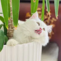 گربه پرشین ماده فروشی