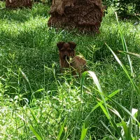 دوتا سگ نر و ماده سایز ریز.ماده نزدیک فحل