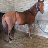 اسب۶سال هلشه و یخته ۶سال اخترمه|اسب و تجهیزات اسبسواری|سردشت, |دیوار