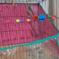 سهره قناری نر بخون