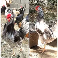 تخم مرغ نطفه دار گلین اصیل و عشایر