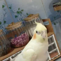 عروس هلندی گم شده