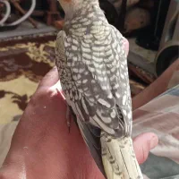 جفت عروس کار داده مولد