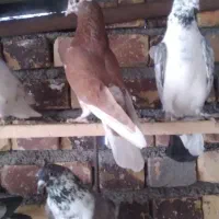 ماده انگلیسی|پرنده|معصومیه, |دیوار