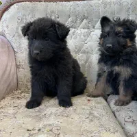 توله ژرمن|سگ|شازند, |دیوار