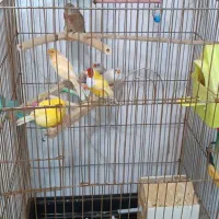 گلدن نرو ماده فروشی