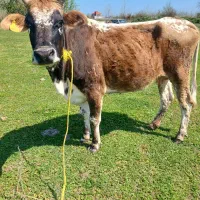 گاو چالوسی ۷ماه شکم