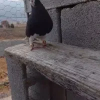 شهری  خوشرنگ سیاه نر|پرنده|فسا, |دیوار