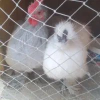 مرغ و خروس کوشین یکی ابریشمی خروس