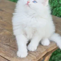 بریتیش نر لانگ سفید