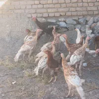 بو قلمون|حیوانات مزرعه|خوی, |دیوار