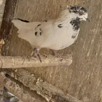 کفتر پرشی