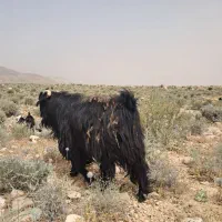 چپش دو بر