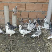 چند عدد کبوتر مسافتی،خوشگل