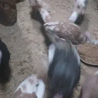 بیست بوقلمون با جوجه|حیوانات مزرعه|سقز, |دیوار