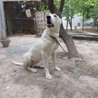 سگ نگهبان، افغان آلابای|سگ|شهریار, شهریار|دیوار