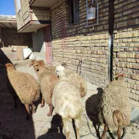 تعدا 6راس گوسفند ناب عروسک آبستن سنگین مالچه|حیوانات مزرعه|کرمانشاه, |دیوار