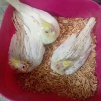 جوجه عروس هلندی|پرنده|قم, شهرک مهدیه (مدرس)|دیوار