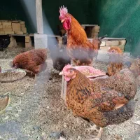 خروس بومی