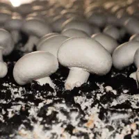 فروش قارچ فله و بسته بندی ، عمده و خرده فروشی|خوردنی و آشامیدنی|گرگان, |دیوار