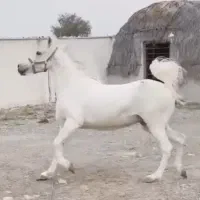 فروش تعدادی اسب از همه نژاد