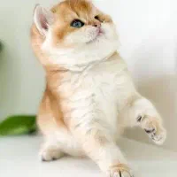 گربه اسکاتیش بریتیش مجموعه کت سیتی