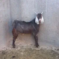 با سلام خسته نباشید به دوستان عزیز