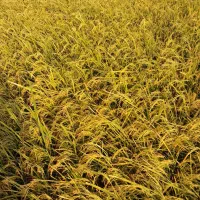 برنج محلی نیمدانه و سالم طارم علی درجه یک|خوردنی و آشامیدنی|بروجرد, |دیوار