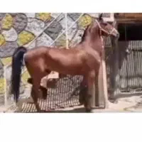 کره اسب نریون ۲سال و نیم نژاد کرد|اسب و تجهیزات اسبسواری|اراک, |دیوار