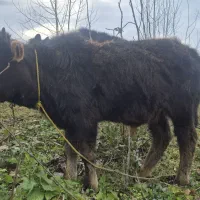 گوساله نر|حیوانات مزرعه|سنگر, |دیوار