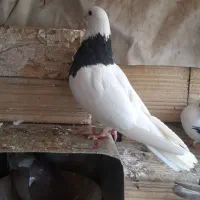 کفتر طوقی و سینه ای