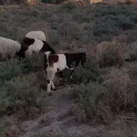 جاده اهواز خرمشهر روستای رامزیه|حیوانات مزرعه|اهواز, اسماعیلیه|دیوار