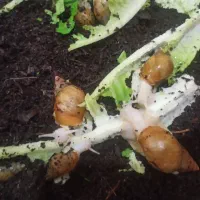 هلزون مولد|خزنده|تبریز, |دیوار