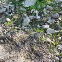 نوخاله ی رایگان