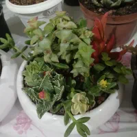 فروش گل پتوس آپارتمانی|گل و گیاه طبیعی|مشهد, انصار|دیوار