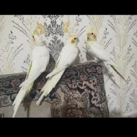 جوجه عروس هلندی وبالغ