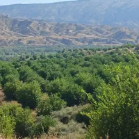 فروش باغ لیمو کچساران