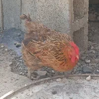 مرغ|حیوانات مزرعه|رودان, |دیوار