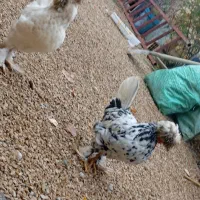 فروش دو عدد مرغ سلطان کوردی