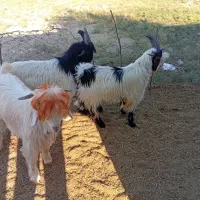 سه بیگ گله داری با ذو عدد بره داشتی|حیوانات مزرعه|مسجد سلیمان, |دیوار