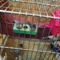 فنچ لپ سیاه معاوضه فقط با ماده قناری اماده