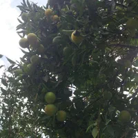 خانه باغ ویلا|فروش خانه و ویلا|لوشان, |دیوار