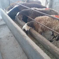 فروش دام زنده