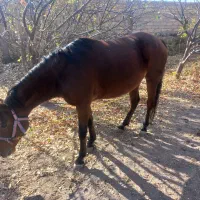 اسب مادیان|اسب و تجهیزات اسب‌سواری|سراب, |دیوار